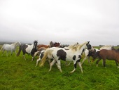 Pferde auf der Weide